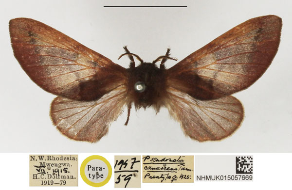 /filer/webapps/moths/media/images/C/canescens_Pseudometa_PTF_NHMUK.jpg