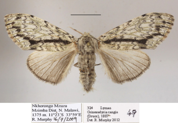 /filer/webapps/moths/media/images/C/cangia_Griveaudyria_AF_MGCLa_02.JPG