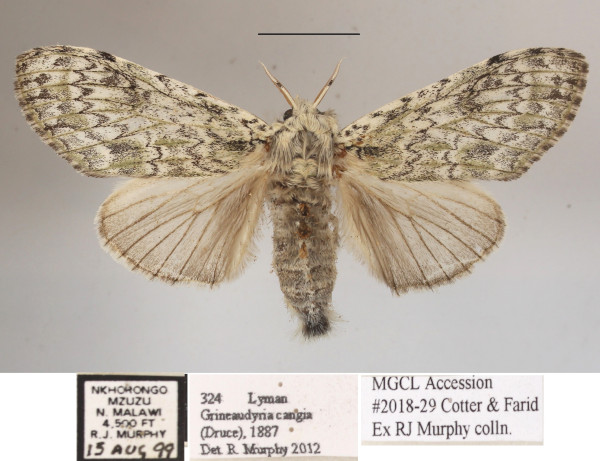 /filer/webapps/moths/media/images/C/cangia_Griveaudyria_AF_MGCLa_04.JPG