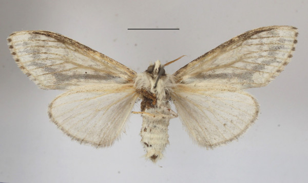 /filer/webapps/moths/media/images/C/cangia_Griveaudyria_AF_MGCLb_02.JPG
