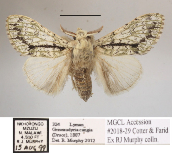 /filer/webapps/moths/media/images/C/cangia_Griveaudyria_AM_MGCLa_01.JPG