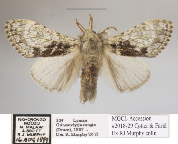 /filer/webapps/moths/media/images/C/cangia_Griveaudyria_AM_MGCLa_03.JPG