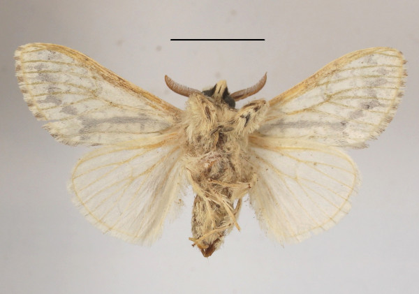 /filer/webapps/moths/media/images/C/cangia_Griveaudyria_AM_MGCLb_01.JPG