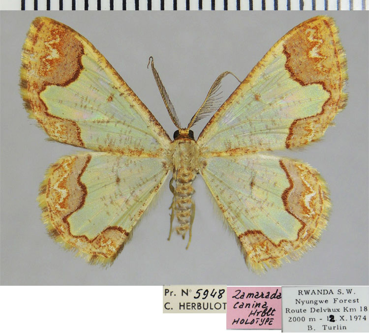 /filer/webapps/moths/media/images/C/canina_Zamarada_HT_ZSM.jpg