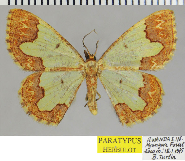 /filer/webapps/moths/media/images/C/canina_Zamarada_PTF_ZSM.jpg