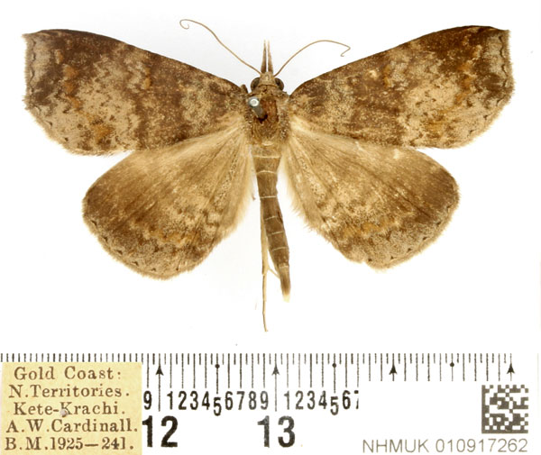 /filer/webapps/moths/media/images/C/canipars_Phaeoscia_AM_BMNH.jpg