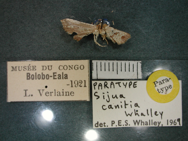 /filer/webapps/moths/media/images/C/canitia_Sijua_PT_RMCA_01.jpg