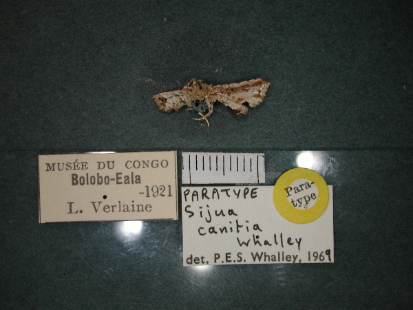 /filer/webapps/moths/media/images/C/canitia_Sijua_PT_RMCA_02.jpg