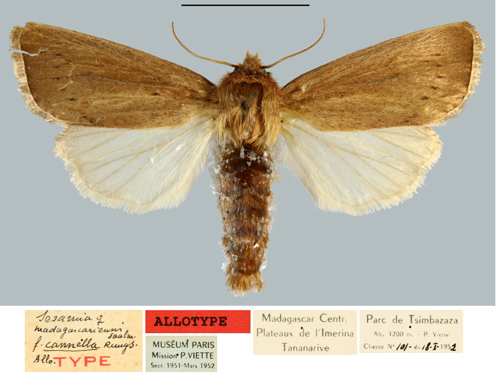 /filer/webapps/moths/media/images/C/cannella_Sesamia_AT_MNHN.jpg
