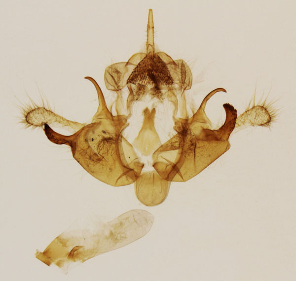 /filer/webapps/moths/media/images/C/cannella_Sesamia_GMPT_MNHN_02.jpg