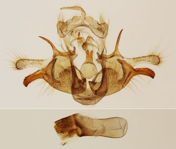 /filer/webapps/moths/media/images/C/cannella_Sesamia_GMPT_MNHN_27.jpg