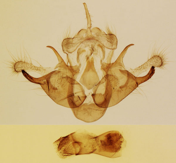 /filer/webapps/moths/media/images/C/cannella_Sesamia_GMPT_MNHN_37.jpg