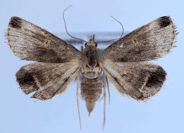 /filer/webapps/moths/media/images/C/canofusca_Acantholipes_AF_Bidychak.jpg