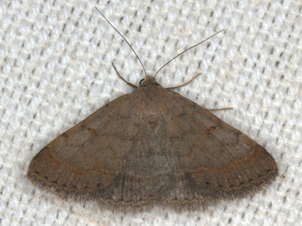 /filer/webapps/moths/media/images/C/canofusca_Polypogon_A_Heyns.jpg