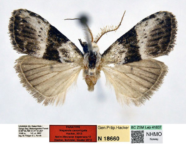 /filer/webapps/moths/media/images/C/canovirgata_Meganola_PT_NHMO_02_Y008TYE.jpg