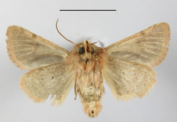 /filer/webapps/moths/media/images/C/canroberti_Ammetopa_AF_MGCLb_02.JPG