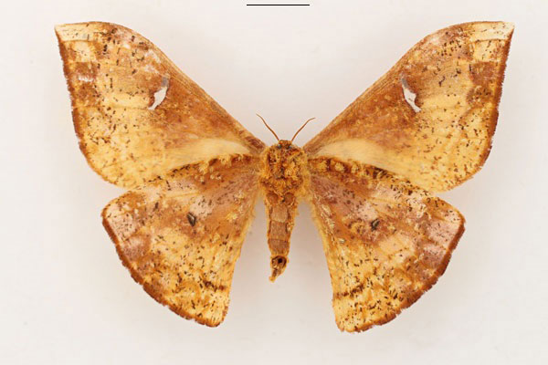 /filer/webapps/moths/media/images/C/canui_Goodia_AT_RBINS_02_3aDIjAk.jpg