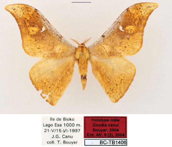 /filer/webapps/moths/media/images/C/canui_Goodia_HT_RBINS_01_geE53CJ.jpg