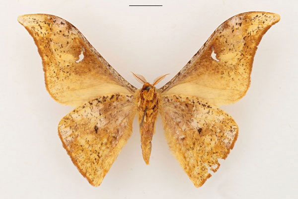 /filer/webapps/moths/media/images/C/canui_Goodia_HT_RBINS_02_gr18L0o.jpg