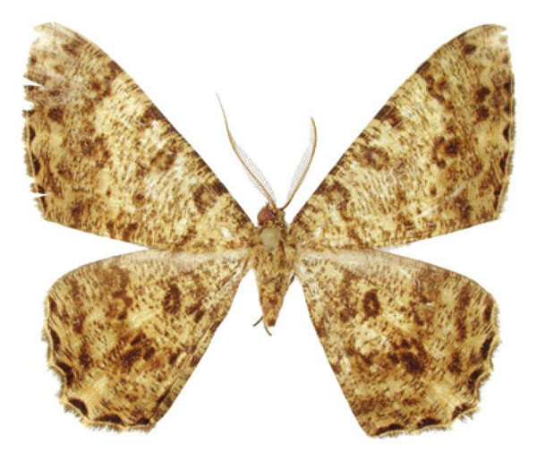 /filer/webapps/moths/media/images/C/canui_Racotis_HT_ZSM.jpg