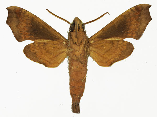 /filer/webapps/moths/media/images/C/canui_Temnora_AM_Basquinb.jpg