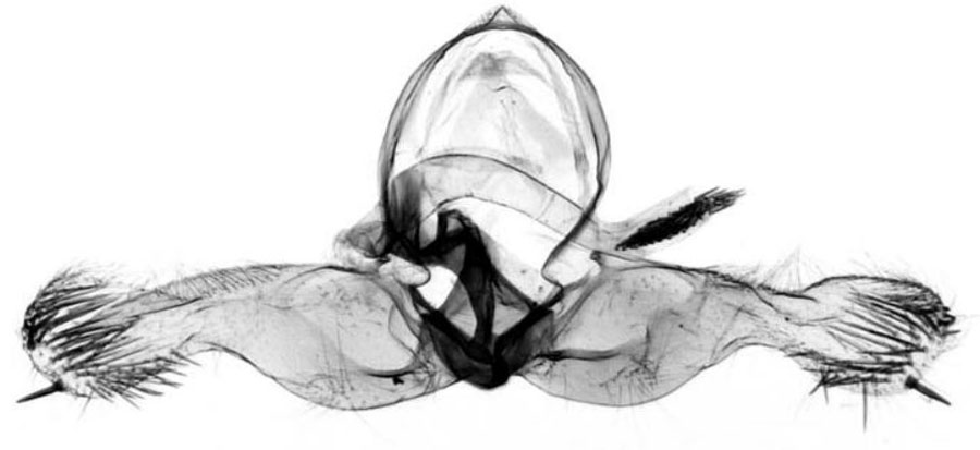 /filer/webapps/moths/media/images/C/capeana_Herpystis_GMHT_USNM.jpg