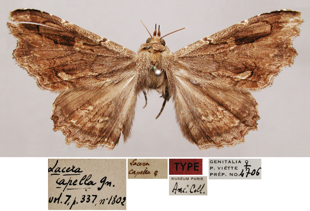 /filer/webapps/moths/media/images/C/capella_Lacera_LT_MNHN.jpg