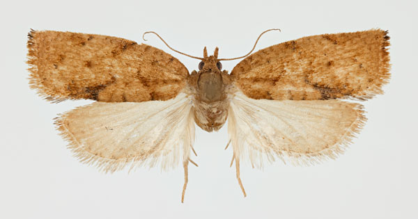 /filer/webapps/moths/media/images/C/capensana_Lozotaenia_AM_NHMO_02.jpg