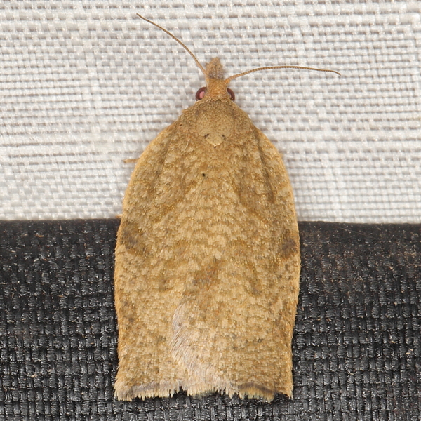 /filer/webapps/moths/media/images/C/capensana_Lozotaenia_A_Heyns_01.JPG