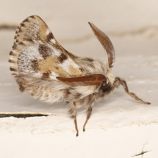 /filer/webapps/moths/media/images/C/capensis_Chondrostegoides_A_Heyns_01.JPG
