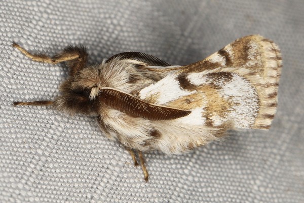 /filer/webapps/moths/media/images/C/capensis_Chondrostegoides_A_Heyns_02.JPG