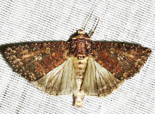 /filer/webapps/moths/media/images/C/capensis_Condica_A_Braun_07.jpg
