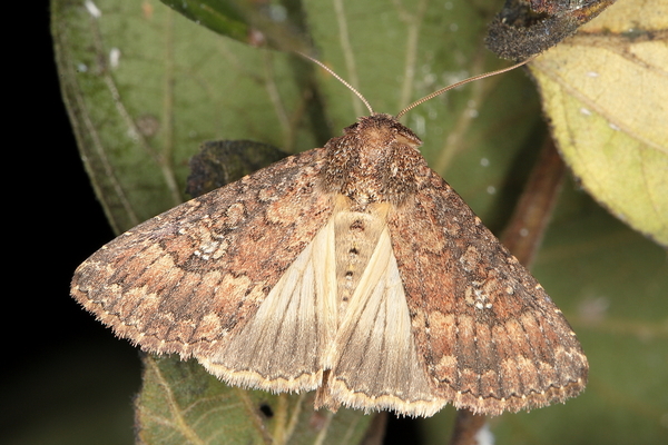 /filer/webapps/moths/media/images/C/capensis_Condica_A_Heyns_01.JPG