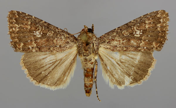 /filer/webapps/moths/media/images/C/capensis_Condica_A_RMCA_01.jpg