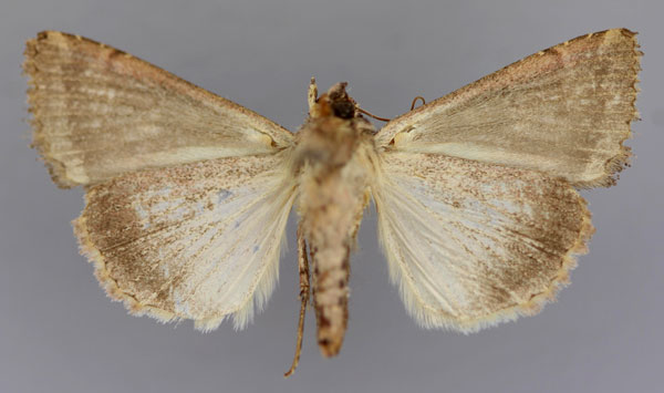 /filer/webapps/moths/media/images/C/capensis_Condica_A_RMCA_02.jpg