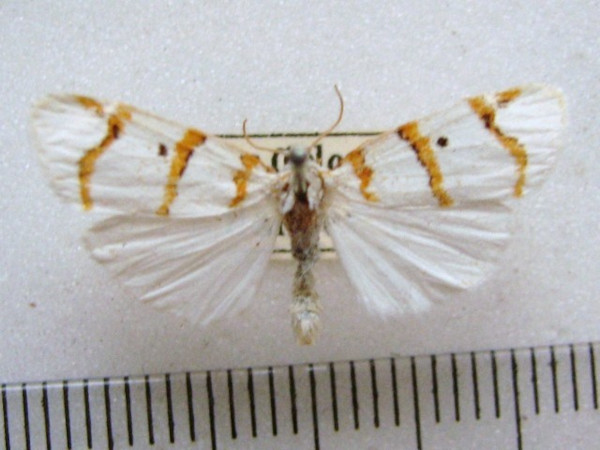 /filer/webapps/moths/media/images/C/capensis_Cyana_A_MMUM_01.jpg