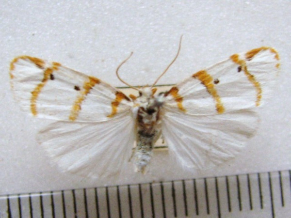 /filer/webapps/moths/media/images/C/capensis_Cyana_A_MMUM_02.jpg