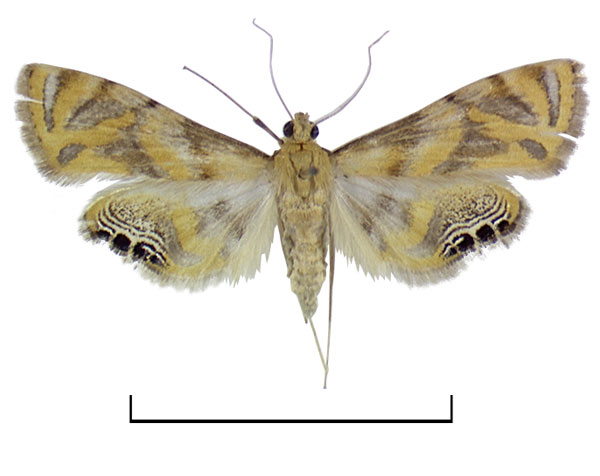 /filer/webapps/moths/media/images/C/capensis_Eoophyla_AF_BMNH.jpg