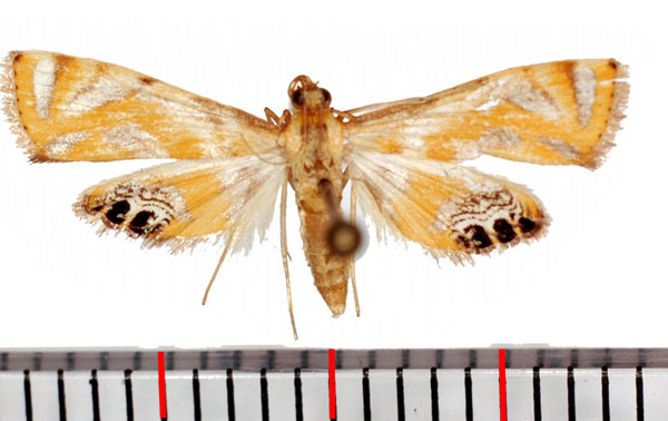 /filer/webapps/moths/media/images/C/capensis_Eoophyla_AF_Poltavsky.jpg