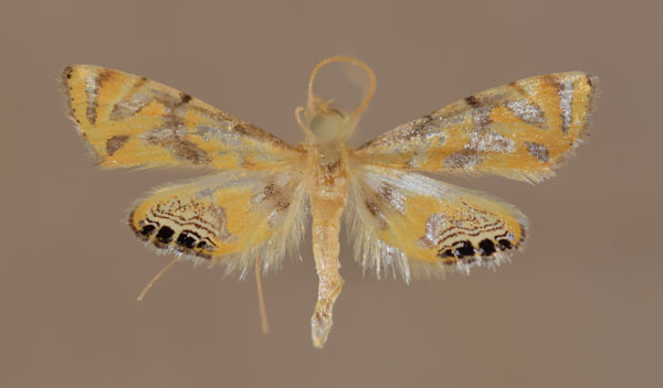 /filer/webapps/moths/media/images/C/capensis_Eoophyla_A_Butler.jpg