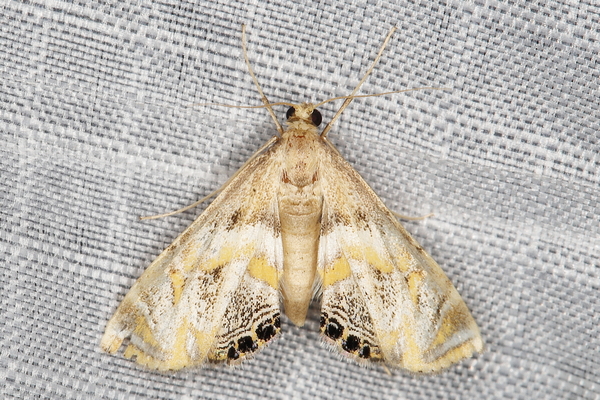/filer/webapps/moths/media/images/C/capensis_Eoophyla_A_Heyns_01.JPG