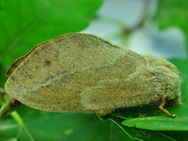 /filer/webapps/moths/media/images/C/capensis_Eutricha_AF_Ihle_03.jpg