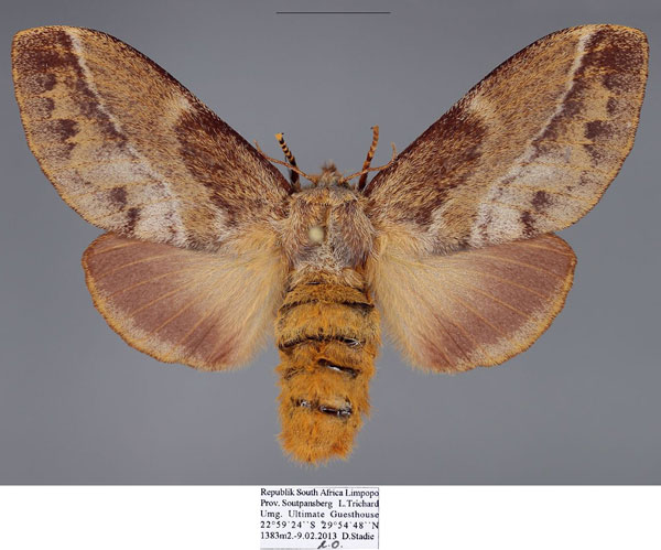 /filer/webapps/moths/media/images/C/capensis_Eutricha_AF_Stadie.jpg