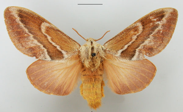 /filer/webapps/moths/media/images/C/capensis_Eutricha_AF_TMSA.jpg