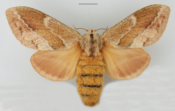 /filer/webapps/moths/media/images/C/capensis_Eutricha_AF_TMSA_02.jpg