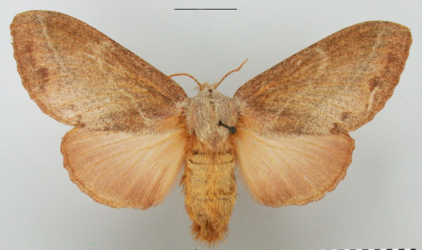 /filer/webapps/moths/media/images/C/capensis_Eutricha_AF_TMSA_03.jpg