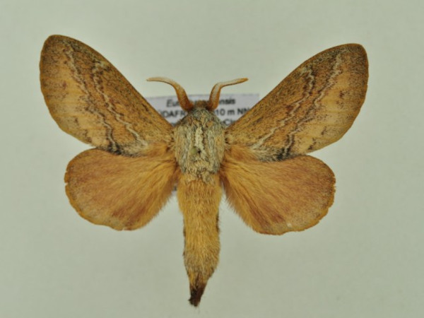 /filer/webapps/moths/media/images/C/capensis_Eutricha_AM_Ihle_01.jpg