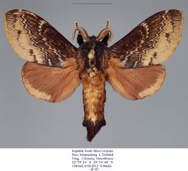 /filer/webapps/moths/media/images/C/capensis_Eutricha_AM_Stadie.jpg