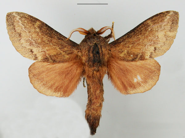 /filer/webapps/moths/media/images/C/capensis_Eutricha_AM_TMSA_01.jpg
