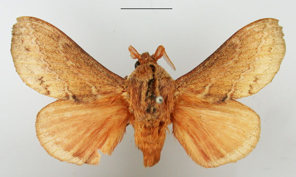 /filer/webapps/moths/media/images/C/capensis_Eutricha_AM_TMSA_02.jpg
